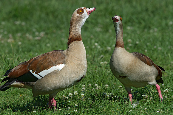 Alopochen aegyptiaca  EGYPTIAN GOOSE 9057756