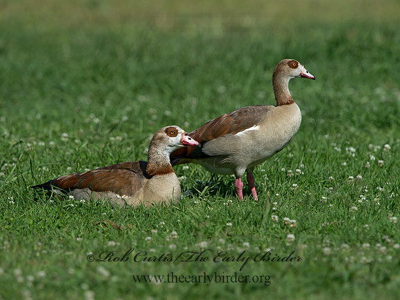 Alopochen aegyptiaca  EGYPTIAN GOOSE 9057761