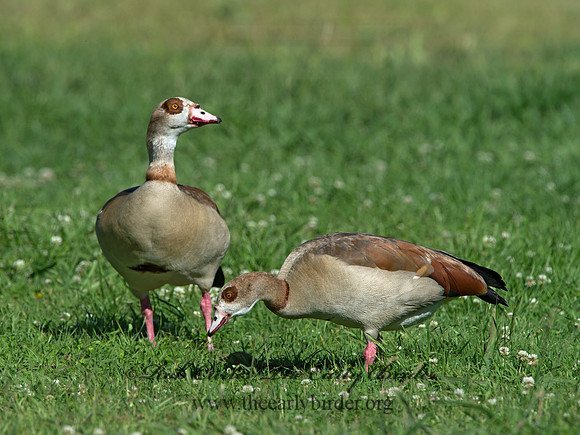 Alopochen aegyptiaca  EGYPTIAN GOOSE 9057765