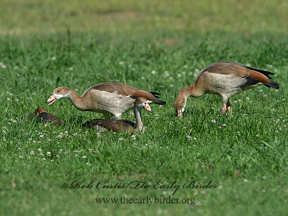 Alopochen aegyptiaca  EGYPTIAN GOOSE 9057771