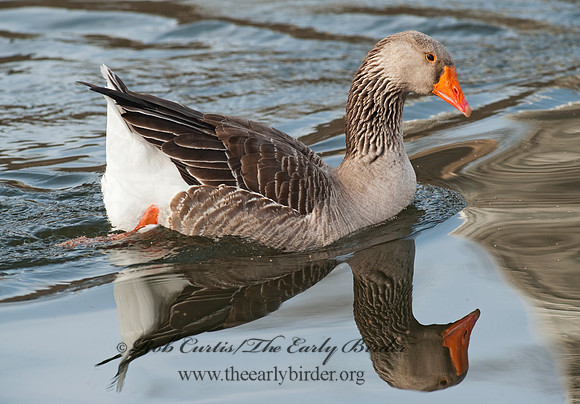 Anser anser  GRAYLAG GOOSE 8025243