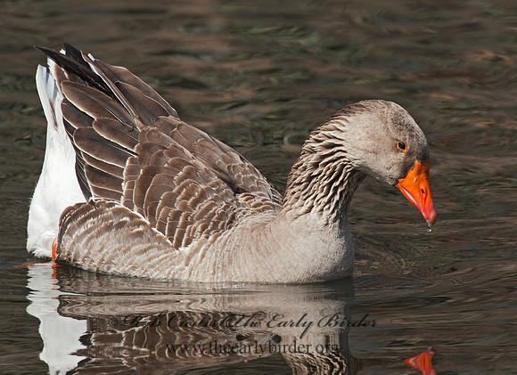 Anser anser  GRAYLAG GOOSE 8025107