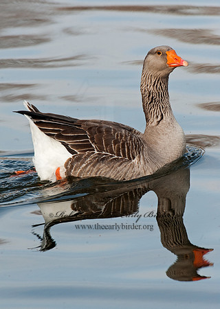 Anser anser  GRAYLAG GOOSE 8025246