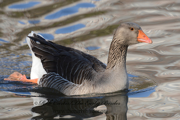 Anser anser  GRAYLAG GOOSE 9000131