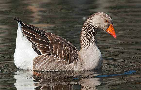 Anser anser  GRAYLAG GOOSE 8025095
