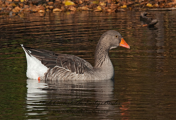 Anser anser  GRAYLAG GOOSE 3005243