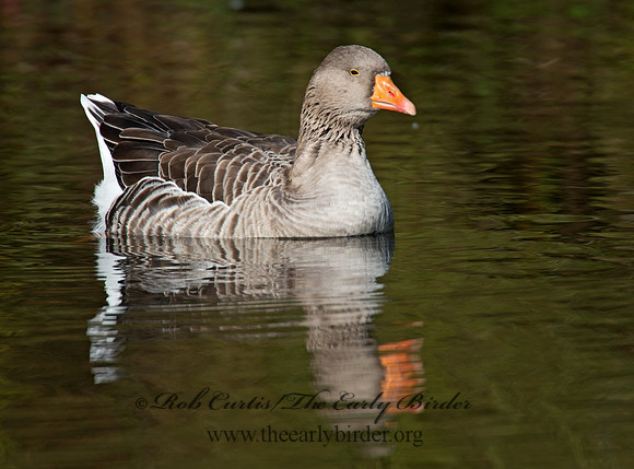 Anser anser  GRAYLAG GOOSE 9006259