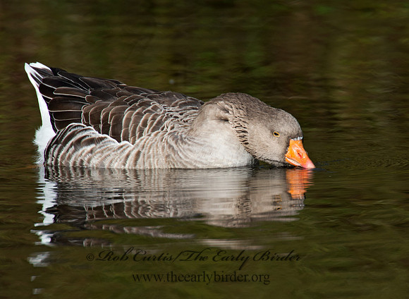 Anser anser  GRAYLAG GOOSE 9006260
