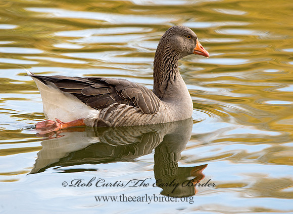 Anser anser  GRAYLAG GOOSE 9025792