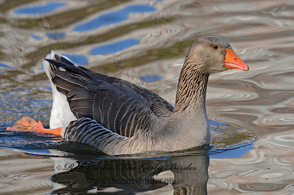 Anser anser  GRAYLAG GOOSE 90001311