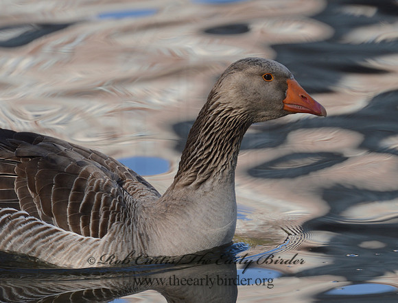 Anser anser  GRAYLAG GOOSE 9000132
