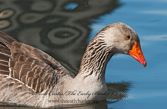 Anser anser  GRAYLAG GOOSE 8025097