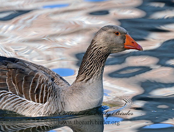 Anser anser  GRAYLAG GOOSE 90001321
