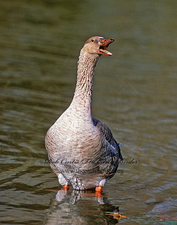 Anser anser  GRAYLAG GOOSE 1287504