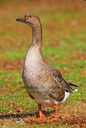 Anser anser  GRAYLAG GOOSE 1287429