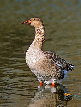 Anser anser  GRAYLAG GOOSE 1287436
