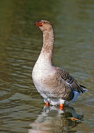 Anser anser  GRAYLAG GOOSE 1287501