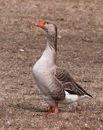 Anser anser  GRAYLAG GOOSE 3006853