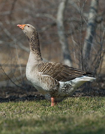 Anser anser  GRAYLAG GOOSE 6021769