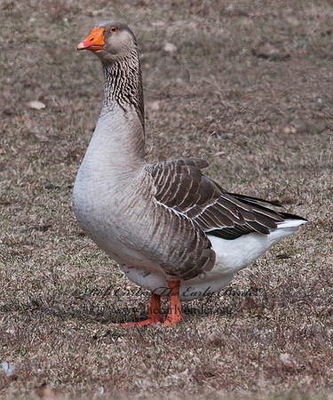Anser anser  GRAYLAG GOOSE 3006852