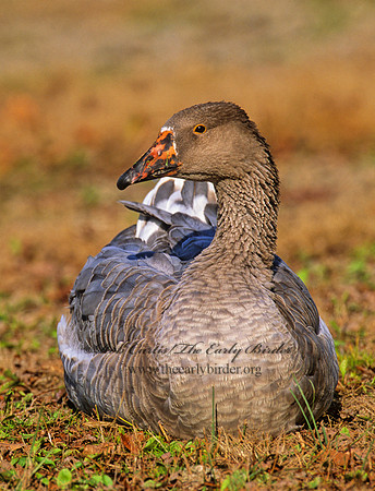 Anser anser  GRAYLAG GOOSE 1287414