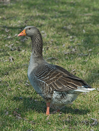 Anser anser  GRAYLAG GOOSE 6021776