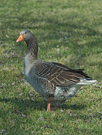 Anser anser  GRAYLAG GOOSE 6021777