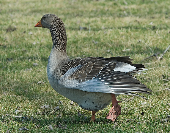 Anser anser  GRAYLAG GOOSE 6021796