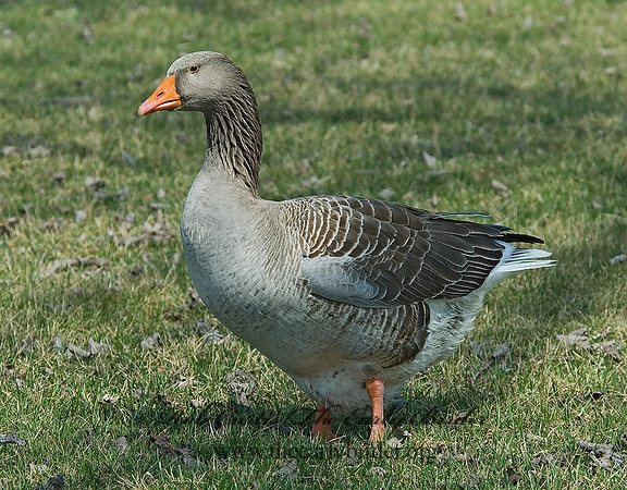 Anser anser  GRAYLAG GOOSE 6021800