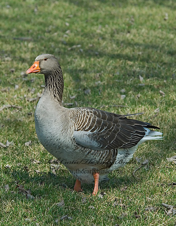 Anser anser  GRAYLAG GOOSE 6021803