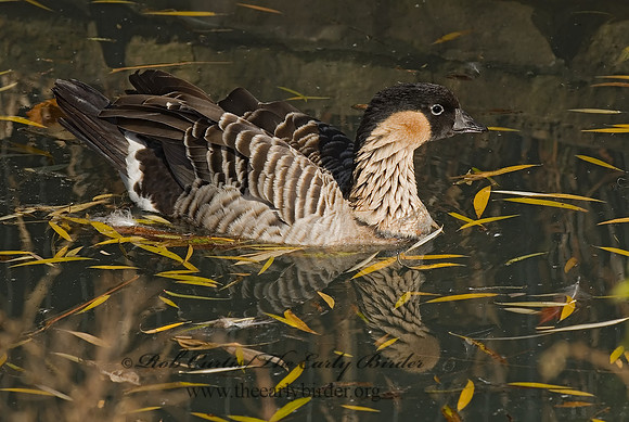 Branta sandvicensis   HAWAIIAN GOOSE 6018734