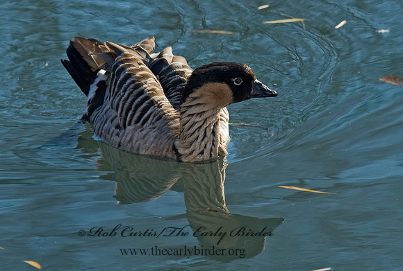 Branta sandvicensis   HAWAIIAN GOOSE 6018728