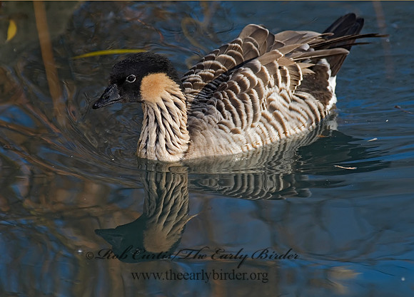 Branta sandvicensis   HAWAIIAN GOOSE 6018730