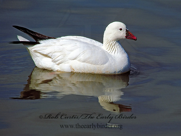 Chen rossii  ROSS'S GOOSE 106619