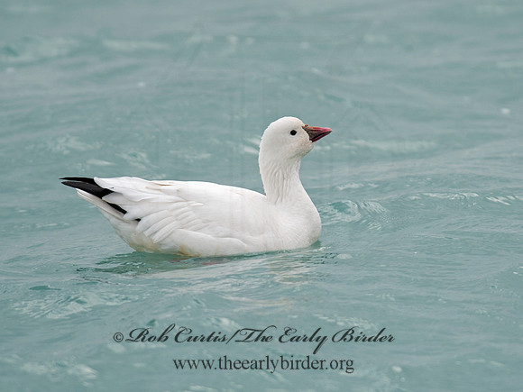 Chen rossii  ROSS'S GOOSE 8030014