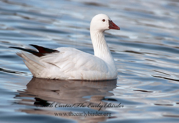 Chen rossii  ROSS'S GOOSE 109330