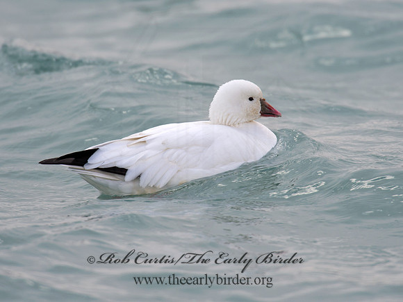 Chen rossii  ROSS'S GOOSE 9007654