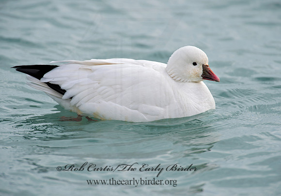 Chen rossii  ROSS'S GOOSE 9007665