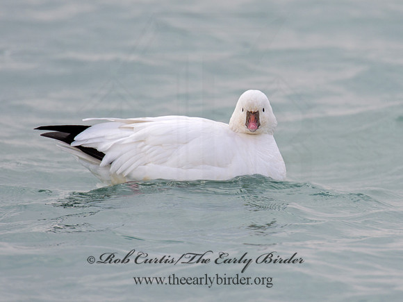 Chen rossii  ROSS'S GOOSE 9007649
