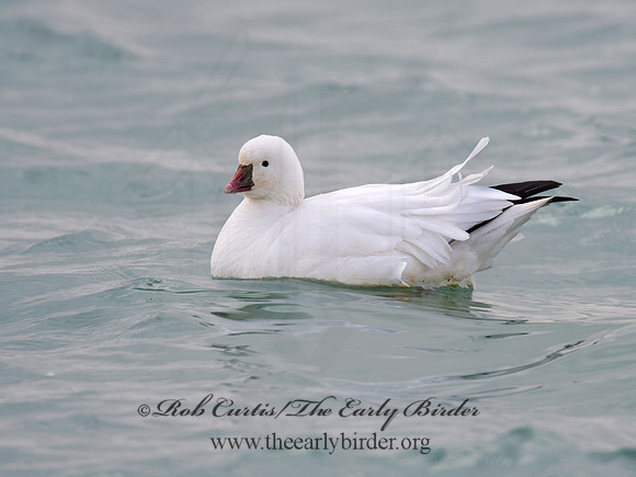 Chen rossii  ROSS'S GOOSE 9007646