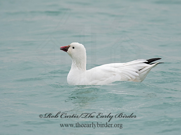 Chen rossii  ROSS'S GOOSE 8030011