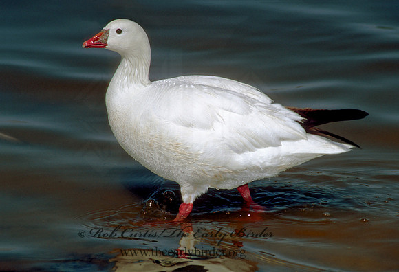 Chen rossii  ROSS'S GOOSE 109512