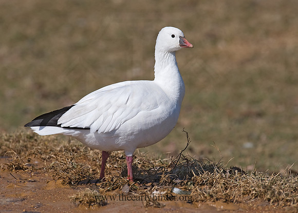 Chen rossii  ROSS'S GOOSE 8001063