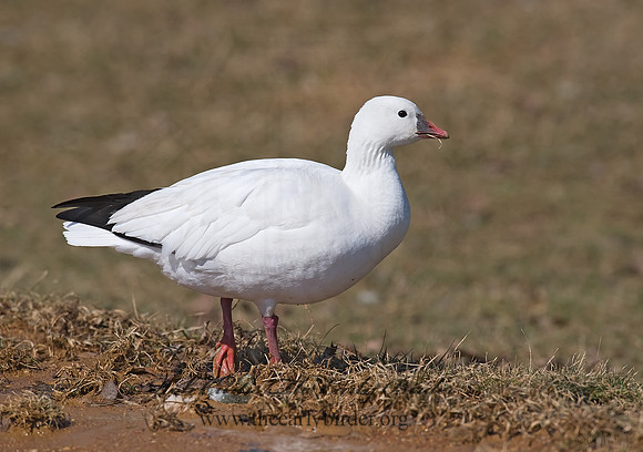 Chen rossii  ROSS'S GOOSE 8001066