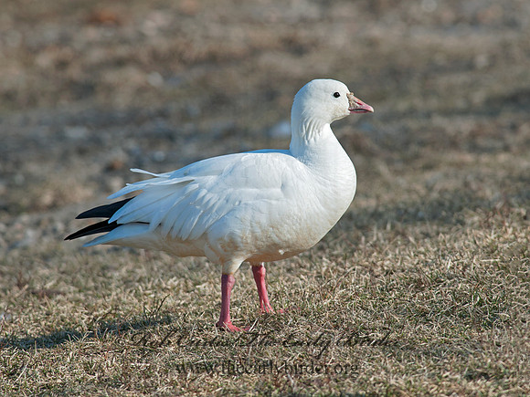 Chen rossii  ROSS'S GOOSE 8029955
