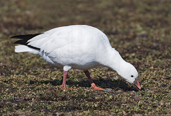 Chen rossii  ROSS'S GOOSE 8001085