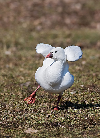 Chen rossii  ROSS'S GOOSE 8001058