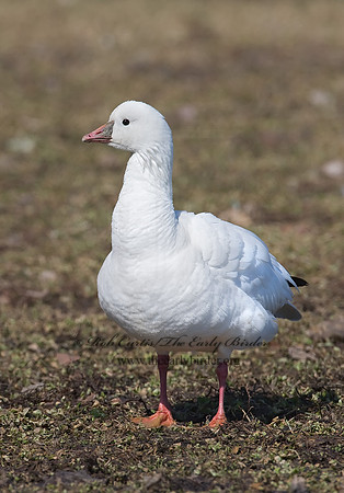 Chen rossii  ROSS'S GOOSE 8001082