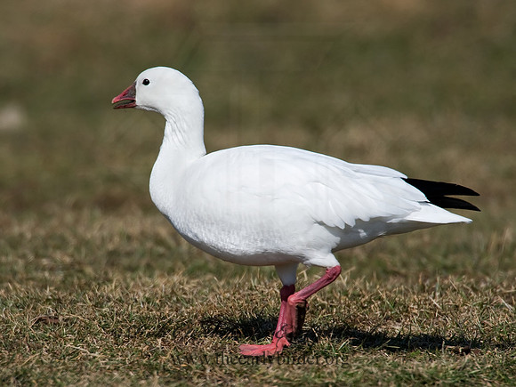 Chen rossii  ROSS'S GOOSE 8001020