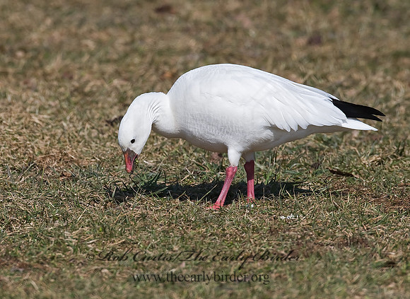 Chen rossii  ROSS'S GOOSE 8001036